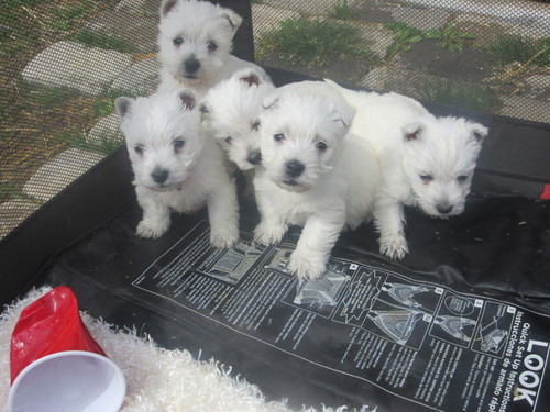 Adorabili cuccioli  West highland terrier bianco  femminucce e maschietti disponibili