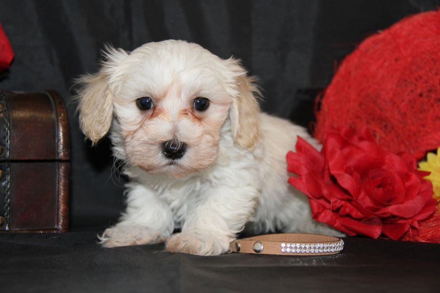 Dolce cuccioli di  maltese toy  in cerca di una nuova casa.