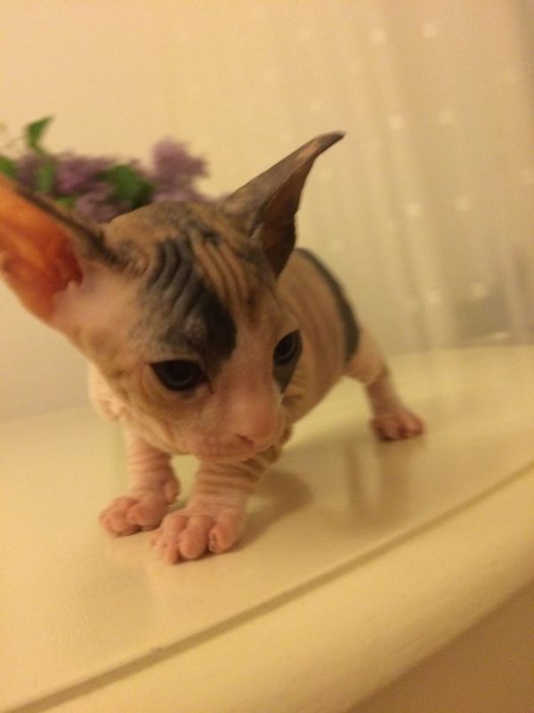 Gattini di Sphynx   ( per regalo )