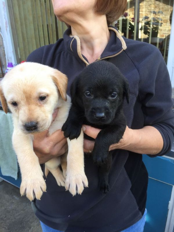 Regalo Labrador Disponiamo di una cucciolata di Labrador, i cuccioli verranno Dato dopo 90 giorni da
