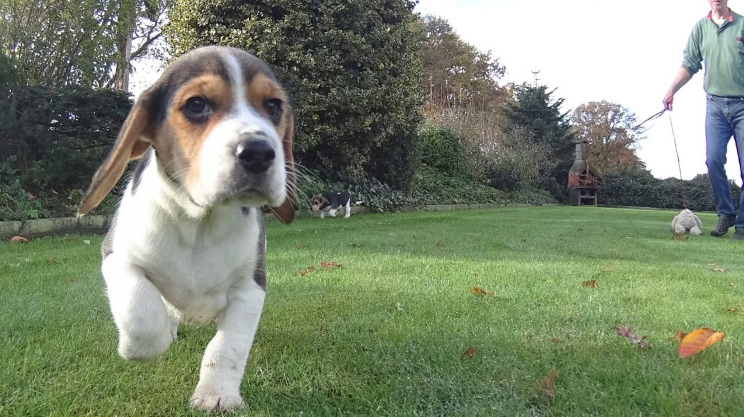  Dolcissime cucciole Beagle tricolore