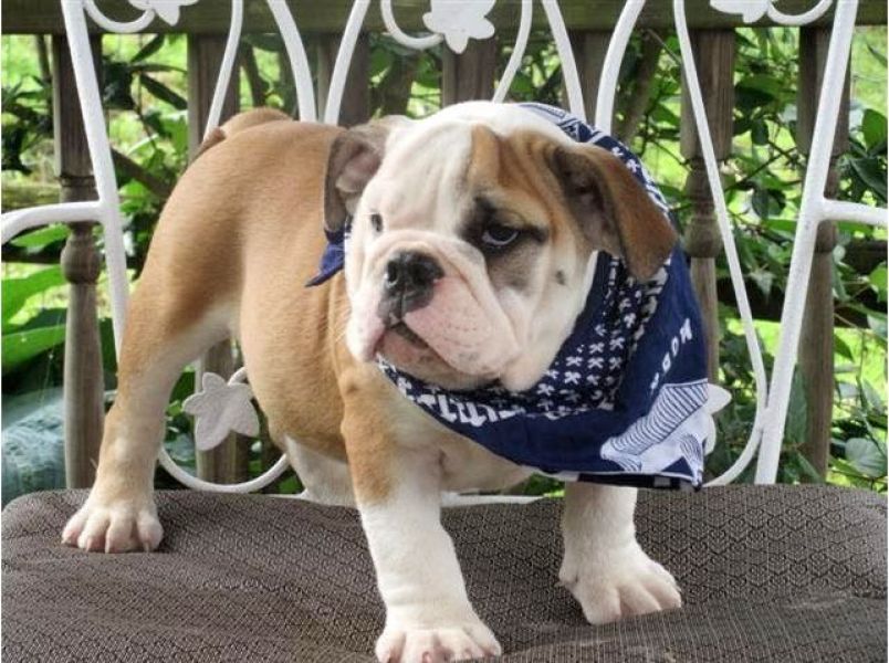   regalo cuccioli di bulldog inglese disponibili per l'adozione