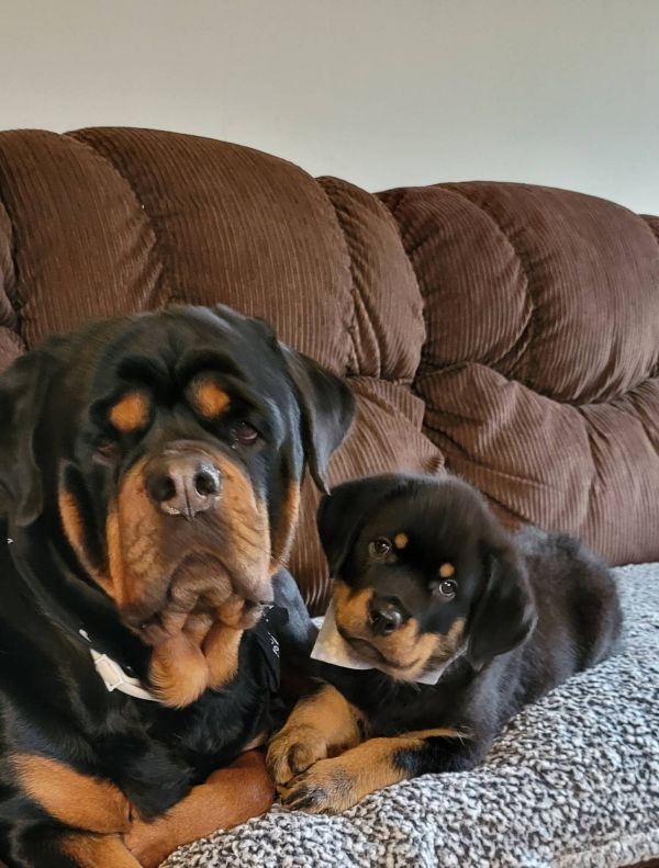  Regalo Splendidi cuccioli di Rottweiler