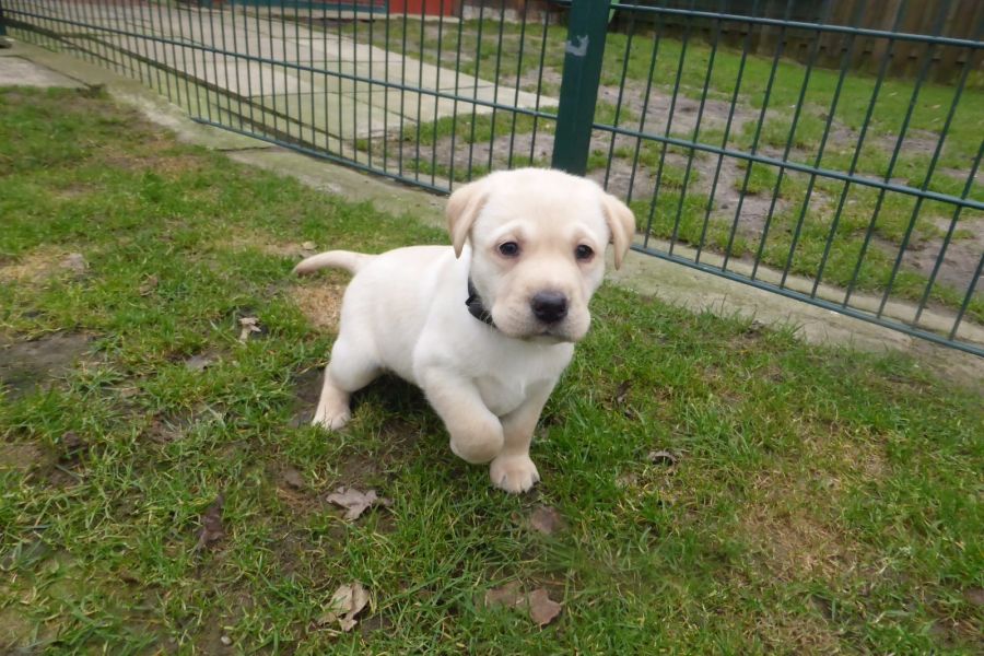 Molto bella e sani cuccioli di labrador per adozione maschi e femmine disponibili (gratis) 