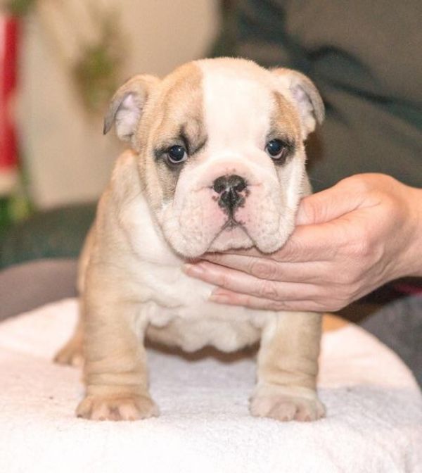 Cuccioli di bulldog inglese con pedigree