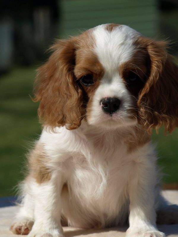  regalo cuccioli di cavalier king charles spaniel  disponibili per l'adozione