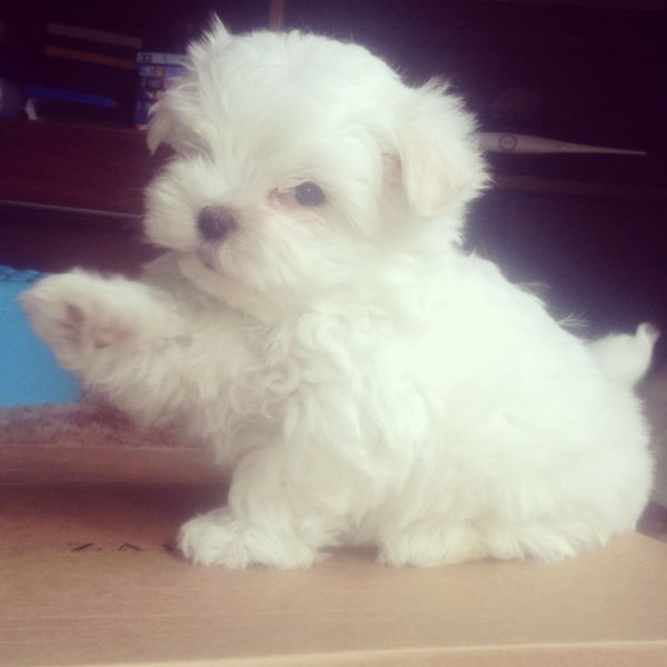 Cuccioli maltese mini toy con pedigree 