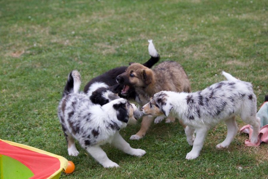 Border collie cuccioli introvabili cuccioli di Border collie intelligenti e dolcissimi attaccati al 