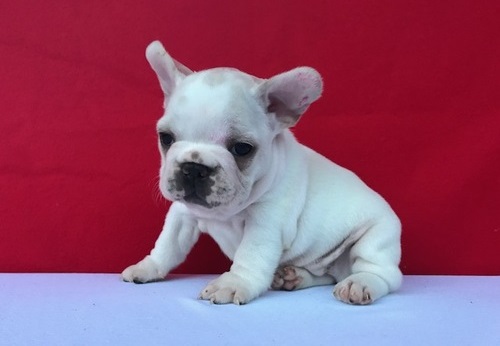 Sani maschio e femmina cuccioli di bulldog francese per adozione 