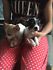 @@REGALO CHIHUAHUA DISPONIBILI SIA MASCHIETTI CHE FEMMINUCCE@@  Regalo chihuahua mini toy tutti miei