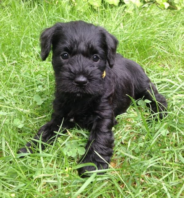  cuccioli di Miniature Schnauzer  per adozione ( regalo )