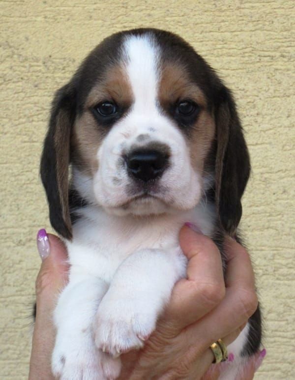  Molto bella e sani  cuccioli di beagle   per adozione maschi e femmine disponibili (gratis)