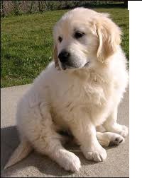 Adorabili cuccioli di golden retriever