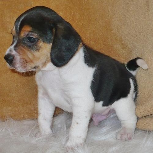 Abbiamo due cuccioli di beagle