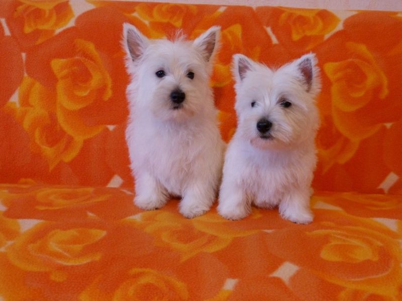 Cuccioli di West highland per adozione ( maschio e femmina )