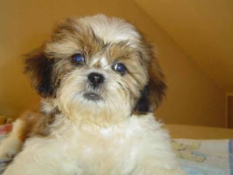 Molto bella e sani cuccioli di shih tzu per adozione maschi e femmine disponibili (gratis) 
