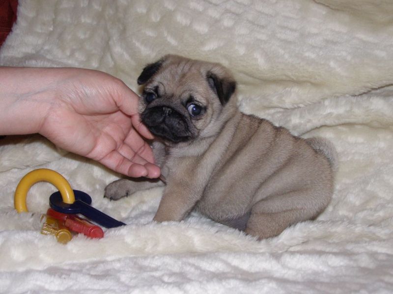 Bellissimi cuccioli carlino