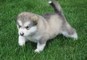 Alaskan malamute cuccioli