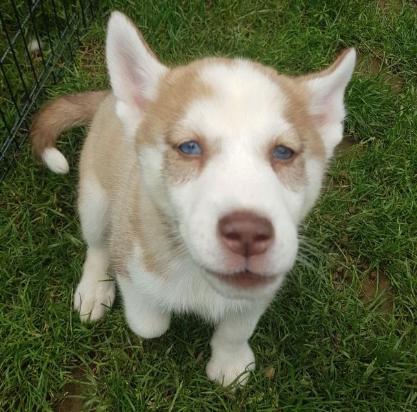 Cuccioli di Husky siberiano