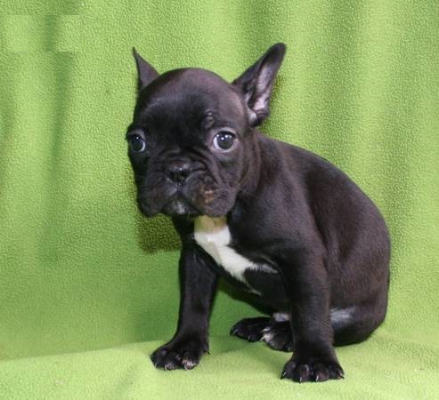 REGALO Bulldog francese blu bianco femmina e maschio