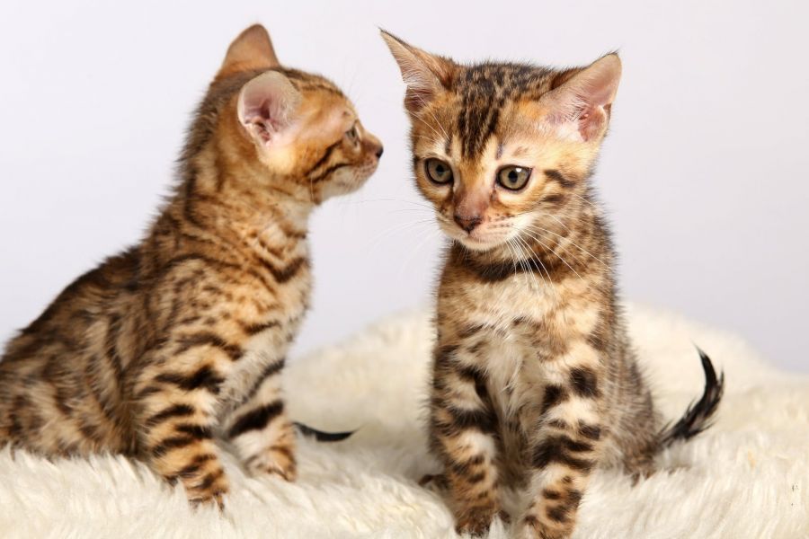 Gattini di bengala  per adozione ( regalo  )