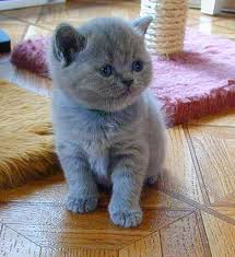 British Shorthair Blu con pedigree colori rari