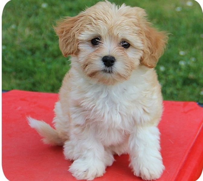 REGALO Dolci cuccioli Havanese per l'adozione
