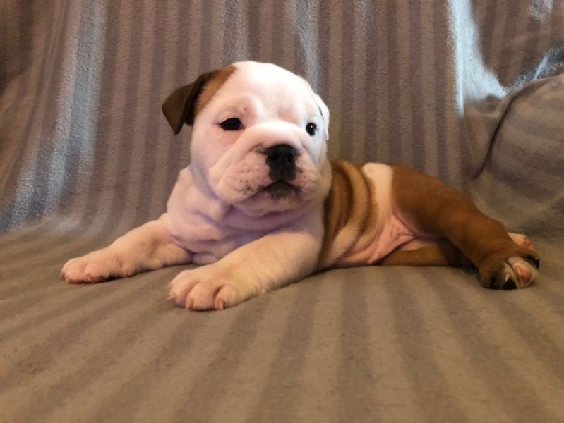 2cuccioli di bulldog inglese di maschio e femmina !!..