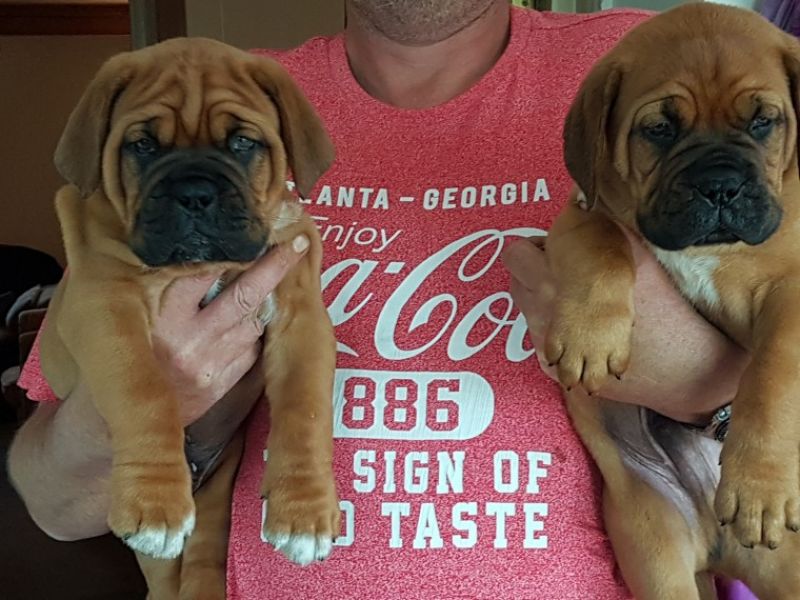 Regalo Cuccioli di Dogue de bordeaux in pronta consegna i cuccioli verranno Dato dopo 90 giorni dall