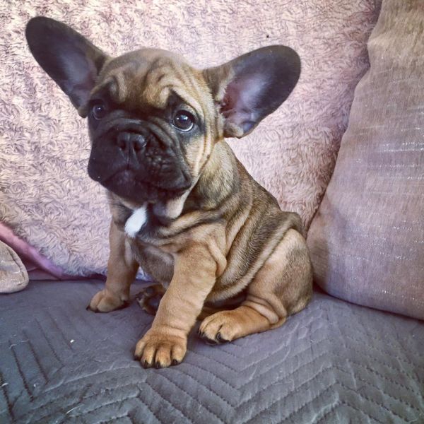 Sani maschio e femmina cuccioli di bulldog francese per adozione 