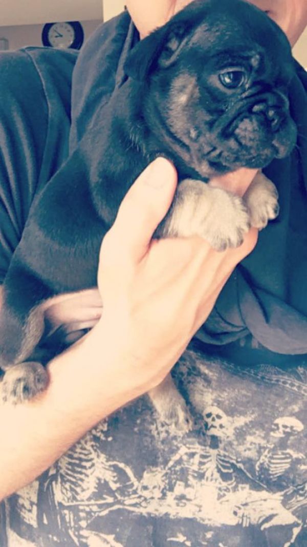  cuccioli di Bulldog Francese  ( Gratis )