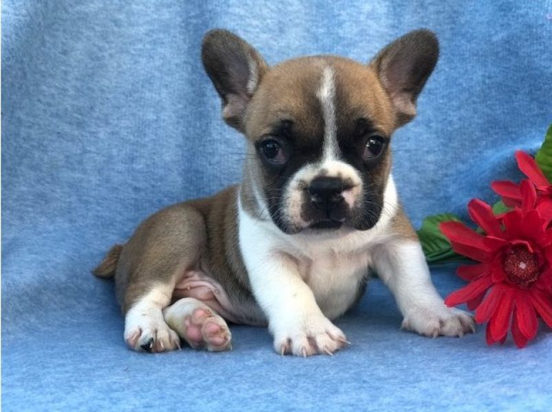 Regalo Bulldog Francese cucciolata Disponiamo di una cucciolata di Bulldog Francese ; i cuccioli ver