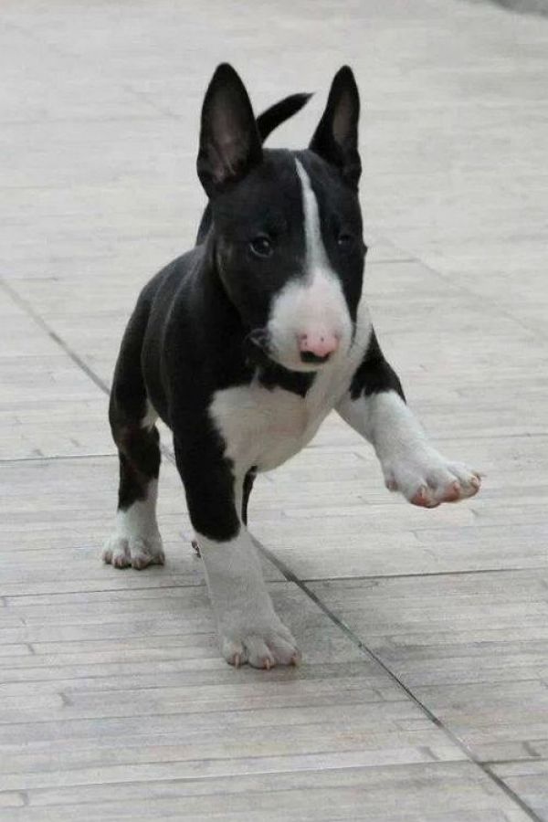    REGALO Bull Terrier cuccioli per l'adozione  Abbiamo di razza Bull Terrier cuccioli per l'adozion