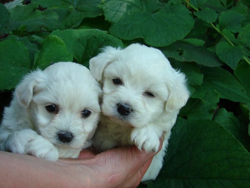 Dolce cuccioli di  maltese toy  in cerca di una nuova casa.