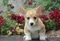 Welsh Corgi Pembroke.. Disponibili cuccioli