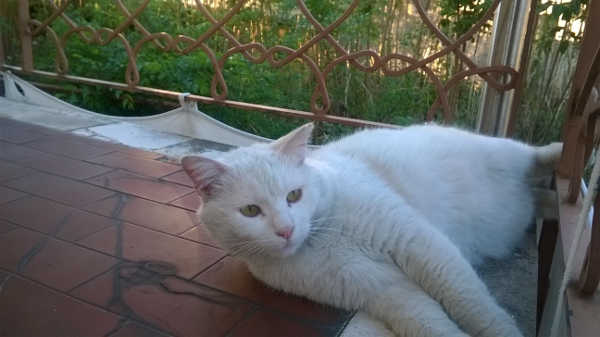 Coco, micio bianco in cerca di casa