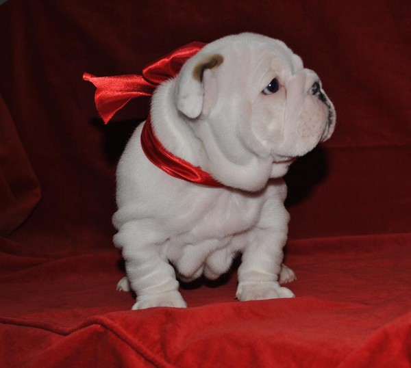 Cuccioli di bulldog inglese
