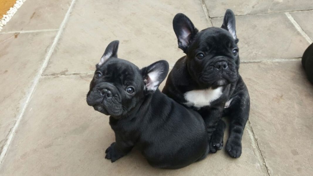 REGALO Cuccioli di Bulldog Francese