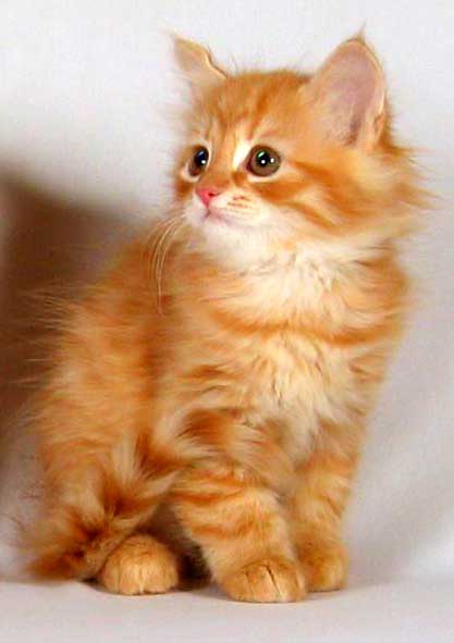 REGALO gattini siberiani  Presso il ns. allevamento amatoriale del gatto siberiano, (l'unico ipoanal