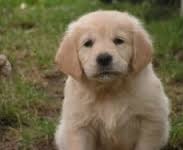 Adorabili cuccioli di golden retriever femminucce e maschietti disponibili per l'adozione