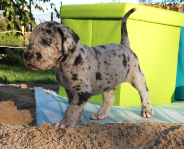  Cuccioli di Alano per adozione ( regalo  )