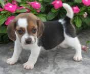 Adorabili cuccioli di beagle femminucce e maschietti disponibili per l'adozione cuccioli sono vaccin