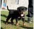 Bellissimi Dobermann Maschi e femmine.  Bellissimi Dobermann Maschi e femmine.,,,