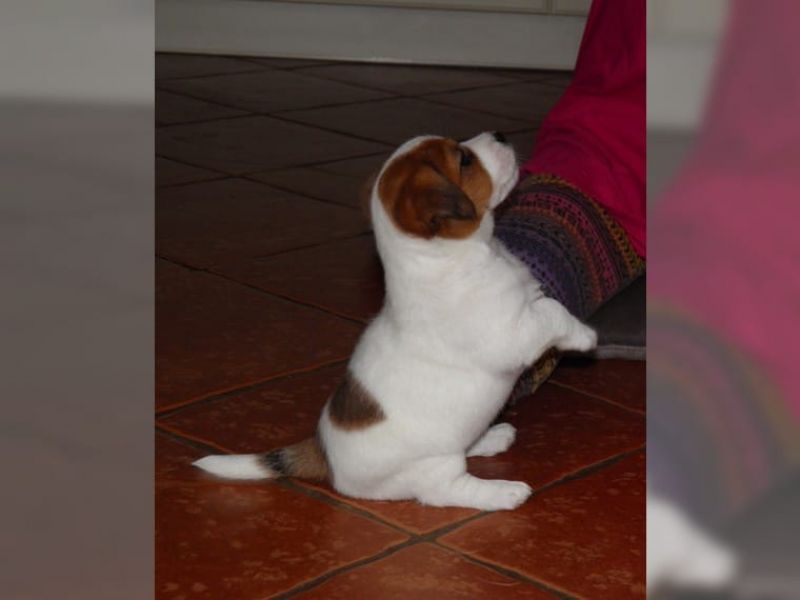 Jack Russel cuccioli....REGALO!!!
