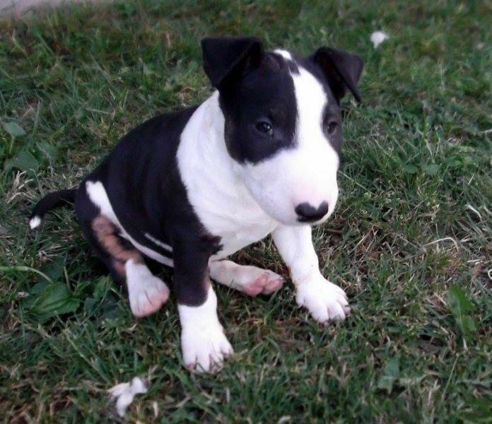 Cuccioli di miniature bull terrier per adozione ( regalo )