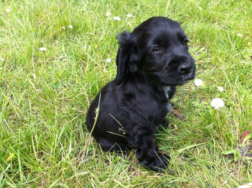 Adorabili cuccioli di cocker spaniel femminucce e maschietti disponibili per l'adozione