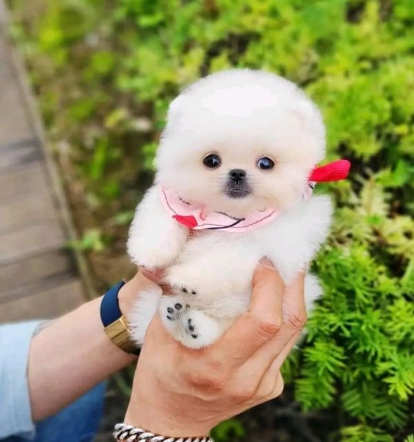 Volpino della pomerania spitz tedesco nano