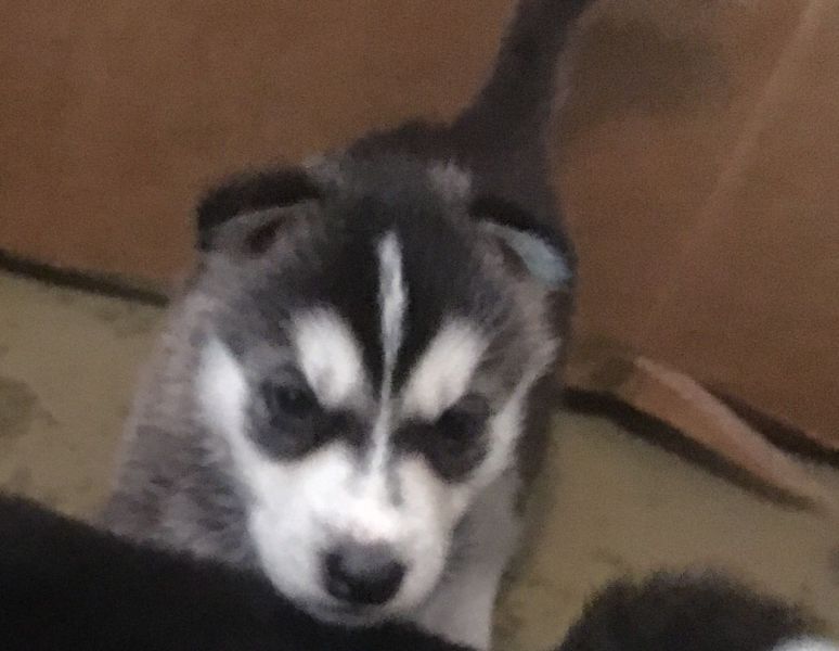 Cuccioli di Husky siberiano