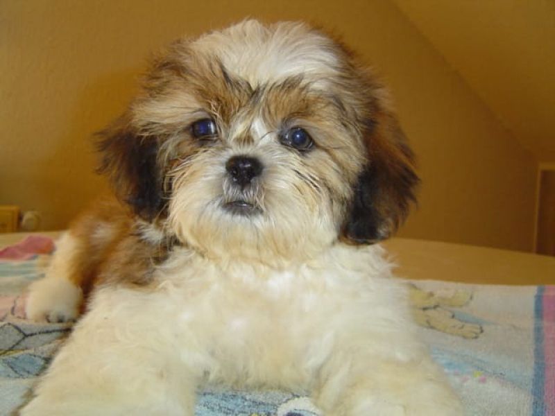  regalo cuccioli di Shih Tzu disponibili per l'adozione