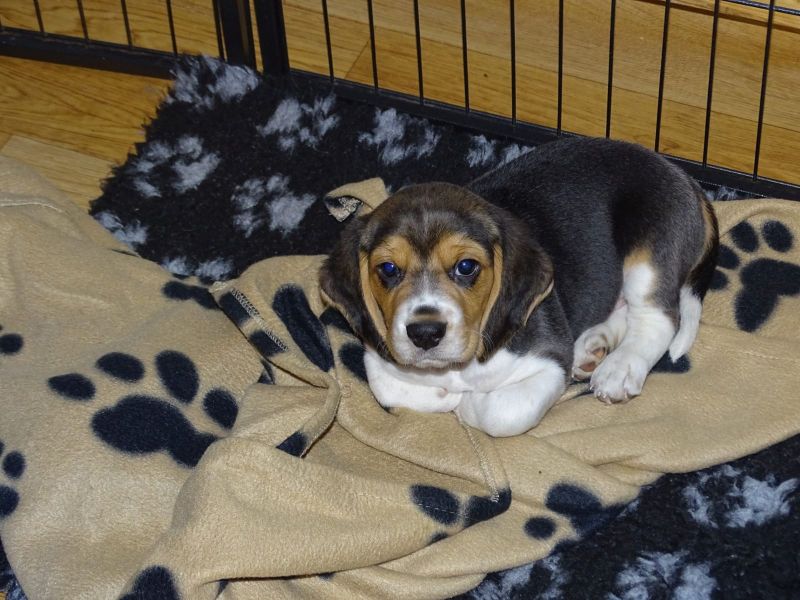  regalo cuccioli di beagle disponibili per l'adozione